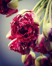 Check spelling or type a new query. Much More Than Flowers Home Facebook