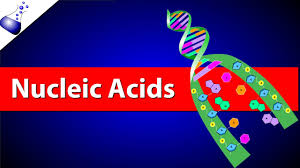 Image result for Nucleic Acid
