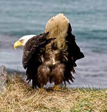 Wildlife... as Canon never sees it. | Bald Eagle about to ta… | Flickr