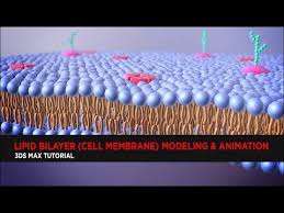 Lipid Bilayer Cell Membrane Modeling Animation Tutorial Youtube Cell Membrane Tutorial Cell