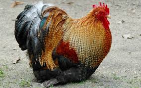Maybe you would like to learn more about one of these? Chicken Genetics Gene Table And Breeding Cluckin