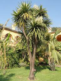 Maybe you would like to learn more about one of these? Cordyline Australis Cabbage Tree Architectural Plants Pool Plants Growing Tree