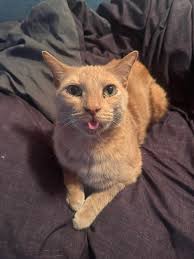 Lost cat in Tremonton, UT area?