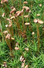 images?q=tbn:ANd9GcR1VyPSgQN3M2rQummf2vDpzSJWFIAP8wcatcrWy2-HhiKVuGAPsA