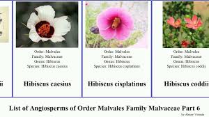 Image result for Hermannia floribunda