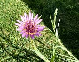 An essential guide to the identification of the flowering plants native to northern temperate regions. Plant Id Purple Flowers Tall Stalk Grass Like Beige Spore Gardening Landscaping Stack Exchange