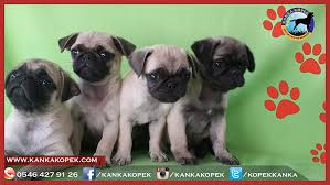 Satilik Pug Yavrulari Kanka Kopek