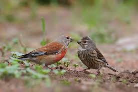طائر التفاحي جميع المعلومات حوله تربية انتاج تغدية طيور العرب Beautiful Birds Animals Beautiful Kinds Of Birds