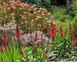 Image result for Aloe arborescens