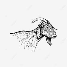 Tidak cuma dapat kirim pesan, sosmed juga mampu untuk mengirim file penting seperti foto, video, lokasi. Gambar Kepala Kambing Yang Digambar Tangan Vintaj Domba Hitam Dan Putih Kambing Psd Png Dan Psd Untuk Muat Turun Percuma