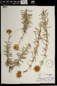 Image result for Berkheya johnstoniana