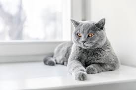 We raise british shorthair kittens of blue golden shaded, black golden shaded, lilac golden shaded, chocolate golden shaded, black silver shaded, seal silver shaded point, and chinchilla colors with green or blue eyes. Britisch Kurzhaar Charakter Haltung Kauf Zooplus