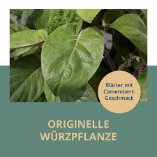 Dehner (taucha) garden center in taucha. Dehner Home Facebook