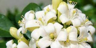 Kulit batang juga berkhasiat sebagai obat. 6 Manfaat Daun Kemuning Untuk Kesehatan Bisa Mengobati Sakit Gigi Merdeka Com