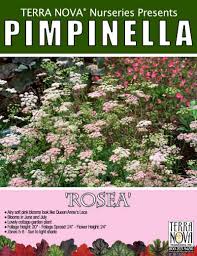 Image result for Pimpinella buchananii
