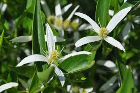 Clematis vines are also vigorous growers, able to quickly cover horizontal or vertical spaces with multitudes of branches and beautiful blooms. Plantfiles Pictures Clematis Southern Stars Clematis By Kell