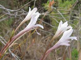 Image result for Tritonia