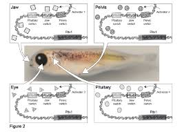 Genes are specific regions within the extremely large dna molecules that form the chromosomes. Investigation Regulatory Switches Of The Pitx1 Gene In Stickleback Fish Biology Libretexts