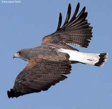 Black And White Hawk Eagle Texas White Tailed Hawk In Flight Aves De Rapina Passaros Animais
