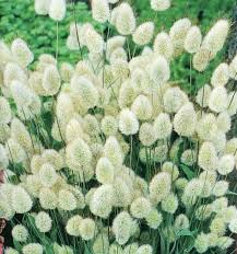 Grass Bunny Tails Lagurus Ovatus Bluht Juni Bis September Garten Entwurf Plants White Gardens Grasses Garden