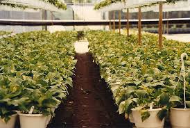 Our landscape nursery and other services are available to homes and businesses in the apopka, fl area. Nursery Greenhouse Hydretain Is Your Perfect Partner
