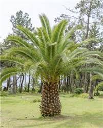 Le choix du pot pour votre palmier. Palmier Achat Vente De Palmiers Et Cycas D Exterieur Jardin Et Pot