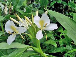 Image result for Hedychium coronarium