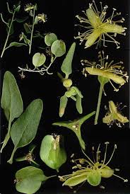Image result for Tetragonia calycina