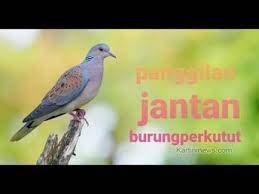 Suara Burung Perkutut Panggilan Jantan Di 2021 Burung Suara Youtube