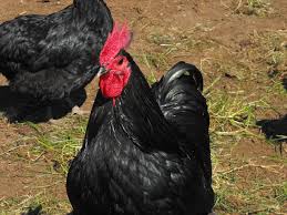 Some of this original stock was imported into australia in the 1890s and early 1900s, and this stock was refined over several generations into the australorp breed. Australorp Wikipedia