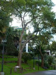 Image result for Erythrina falcata