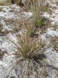 Image result for Eragrostis atrovirens