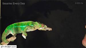 A Chameleon Tongue Crushing Cricket In Slow Motion Find And Share Funny Animated Gifs Chameleon Tongue Funny Animals Animals