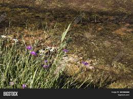 Check spelling or type a new query. Purple Flowers Weeds Image Photo Free Trial Bigstock