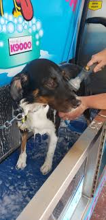 But for others, grooming tasks can seem overwhelming. Market Street Diy Dog Wash K9000 Home Facebook