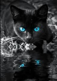 Beautiful Black Cat With Purple Eyes Windclan Warriors Warrior Cats Animals Cats