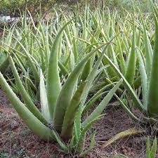 Some succulent experts recommend half cactus soil and half pumice. Aloe Vera