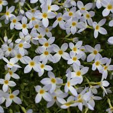Also know as the perky sue, these pretty, yellow flowers are loosely related to sunflowers. Houstonia Caerulea Bluet Native Plant Society Of New Jersey
