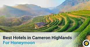 Here's a bit of folklore about taman sedia, it was said that in the old days, kampung taman sedia was a beautiful garden full of flowers belonging to fairies, the garden was. Best Hotels In Cameron Highlands For Honeymoon C Letsgoholiday My