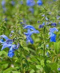Pin On Flowers To Grow From Seeds