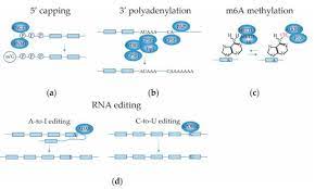 By admin may 30, 2021. Mrna Splicing Machinery Encyclopedia