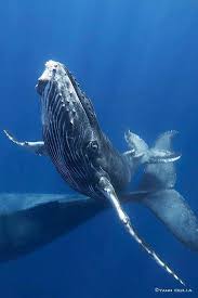 World S Best Big Animals Encounters For Scuba Divers Diving Scubadiving Whale Big Animals Marine Animals
