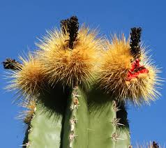 Image result for Secamone punctulata