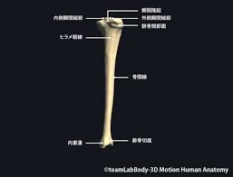 305,673 likes · 1,408 talking about this. è„›éª¨ã®å ´æ‰€ã¨ä»˜ç€ã™ã‚‹ç­‹è‚‰ã«ã¤ã„ã¦ Rehatora Net