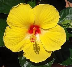 Image result for Hibiscus