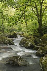 Jigsaw Puzzle Rocky River Plym Flowing Through Dewerstone Wood Dartmoor Devon England Spring 500 Piece Jigsaw Puzzle Rocky River Woods Photography Dartmoor