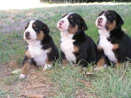 Keystone puppies does not house, purchase, raise, or accept funds for puppies. Cornerstone Greater Swiss Mountain Dogs And Rottweilers Home Facebook