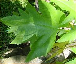 Image result for Obetia