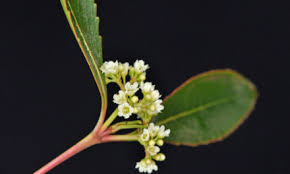 Image result for Macphersonia