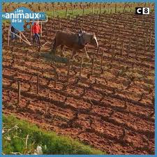 Les animaux de la 8 est une émission de télévision française consacrée aux animaux. Les Animaux De La 8 Home Facebook